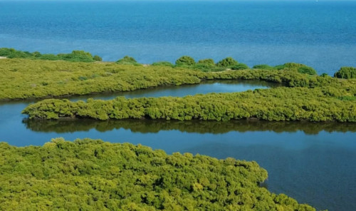 Karangadu Mangrove Boating  - Ramanathapuram  - Gallery Image 2 - Tamil Nadu - Tnfdsutrula
