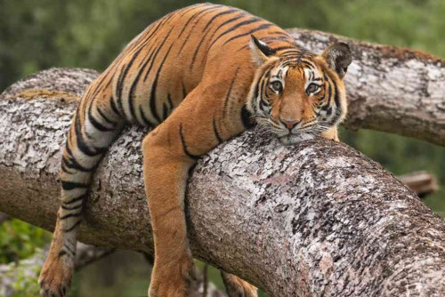 Jungle Safari - Mazda - Mudumalai         - Gallery Image 0 - Tamil Nadu - Tnfdsutrula