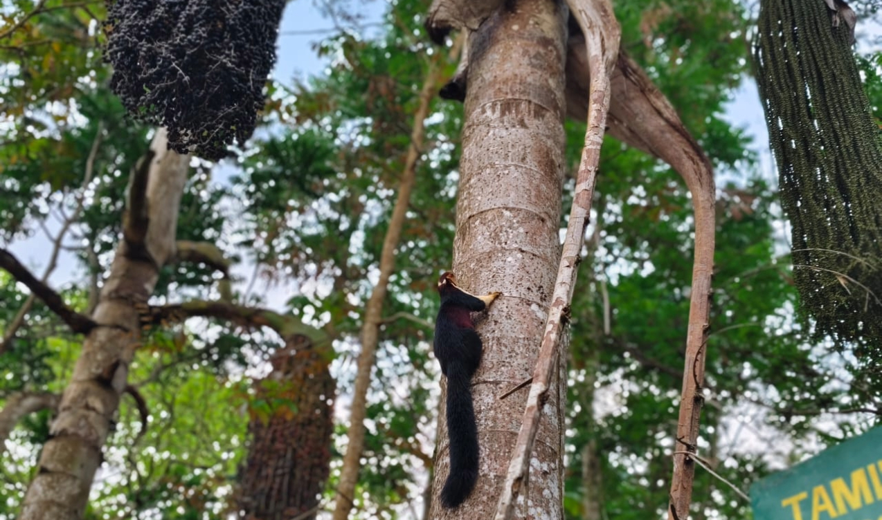 Kalikesam Eco hut- Keeriparai - Keeriparai, Near Keeriparai Police Station - 5 - Tamil Nadu - Tnfdsutrula  