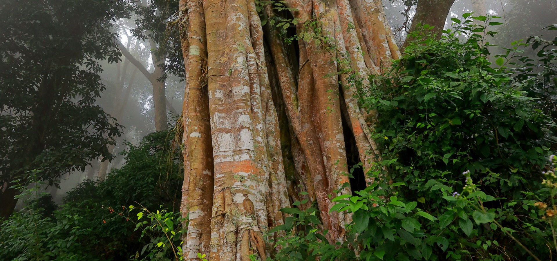  Eco Tourism Portal Tamil Nadu - Tnfdsutrula | Banner - 